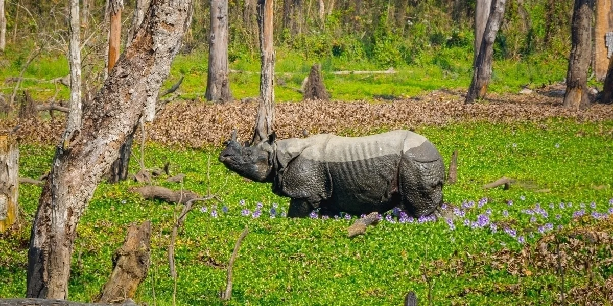 Chitwan National Park and Activity to Do