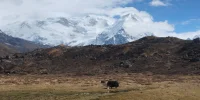 Yak grazing at Kanchenjungha Base Camp Trek