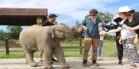 Elephant Breeding Center at Chitwan National Park