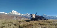 Yak on Muldai Hill Trek